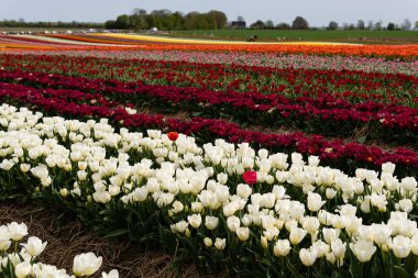 Lalelerle çiçek açan tarlalar. Laleli bahar tarlaları. Lale sıraları. Laleli parlak renkli tarlalar. Çiçek tarlaları