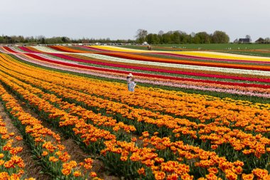 Lalelerle çiçek açan tarlalar. Laleli bahar tarlaları. Lale sıraları. Laleli parlak renkli tarlalar. Çiçek tarlaları