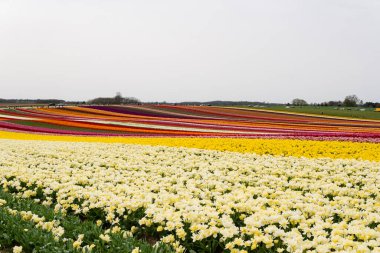 Lalelerle çiçek açan tarlalar. Laleli bahar tarlaları. Lale sıraları. Laleli parlak renkli tarlalar. Çiçek tarlaları