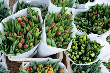 Açılmamış çiçek buketi. Açılmamış lale buketi. Bir buket taze lale. Taze laleler