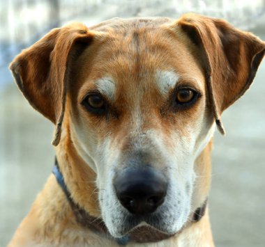 Danua karışımı doğrudan kameraya bakıyor. Yakından bakınca kafa, kulak ve gözler görünüyor. Ağız kapalı..