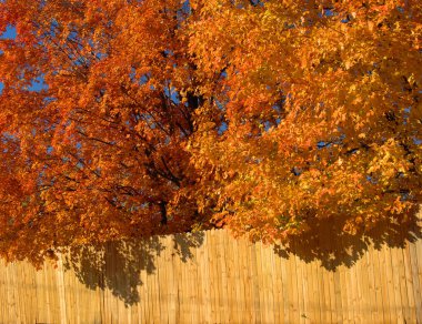 Akçaağaç ağaçları mavi gökyüzüne karşı turuncu ve sarı renkte parlar. Kırsal ahşap çitler, uzuvlarıyla ağır görünüyor..  
