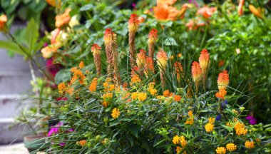 Meşale Lily, nam-ı diğer Red Hot Poker, basamakların ötesinde çiçek açar. Diğer bahçe çiçekleri etraflarını sarmış..