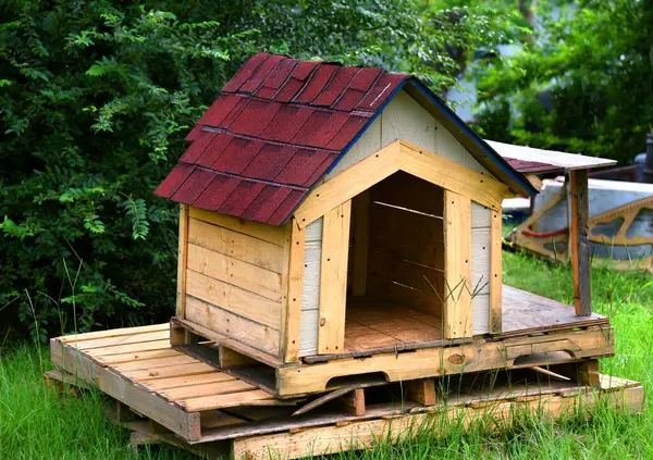 Eski ahşap köpek evi sarıya boyanır. Kırmızı kiremitli bir çatısı var ve kuru tutmak için ahşap paletlerin üzerinde oturuyor..