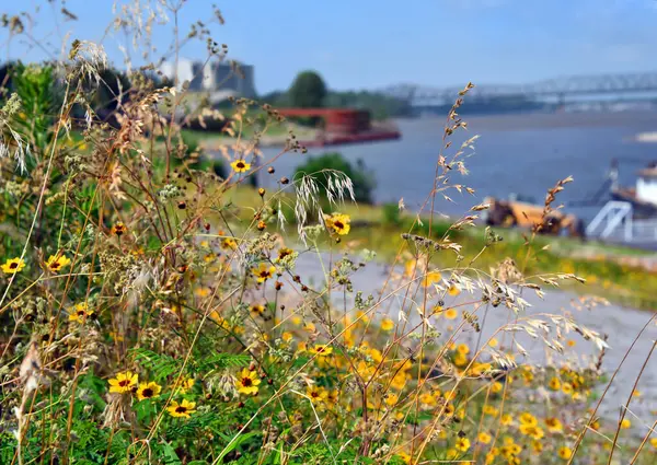 stock image Wildflowers frame the Memphis riverfront scenery.  Mississippi River is in background with bridge.