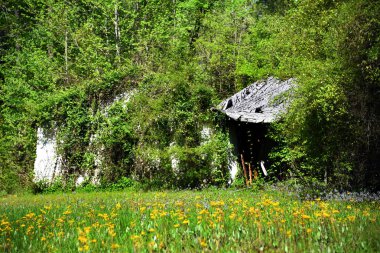 Bu eski ev neredeyse tamamen sarmaşıklarla kaplı ve yabani otlarla kaplanmış. Yakında ormanın içinde kaybolacak. Önünde sarı çiçekler büyür..