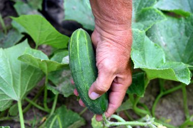 Adam salatalığı sarmaşıktan çeker. Turşu turşusu için biçilmiş kaftan. Asmalar yeşildir..