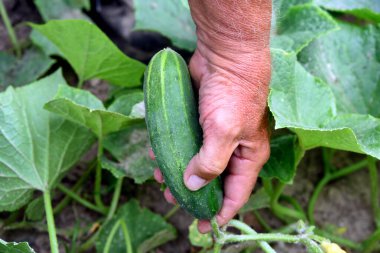 Uzun düz salatalık sarmaşıktan çekilmeye hazır bir adamın elinde tutulur. Asmalar yeşildir..