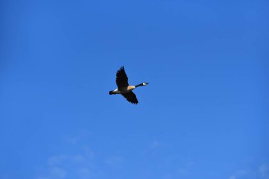 Canlı mavi, sabah gökyüzü, uçuşan bir Kanadalı kaz çerçevesi. Kanatlar genişledi..