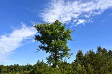 Uzun ağaç mavi bir sabah gökyüzüne karşı duruyor. Uzuvlar arkasında fısıldayan bulutları kucaklıyor gibi görünüyor..
