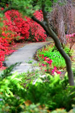 Sessiz bahçedeki kırmızı açelyalara doğru güzel ve huzurlu bir yürüyüş..