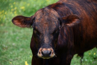 Kahverengi ve siyah buzağı kameranın merceğine bakıyor. Sarı çiçeklerle dolu bir tarlada duruyor..