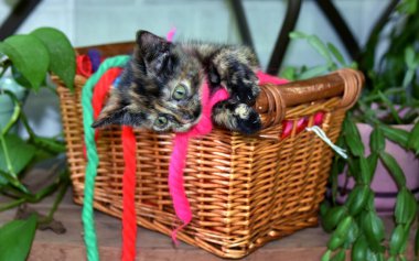 Küçük kedi yavrusu hasır sepetinin içinde ve dışında oynamaktan zevk alıyor. Kendini klasik saç iplikleriyle kaplamış. Kedi yavrusu kahverengi ve siyahtır..