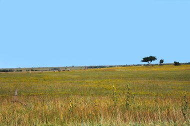 Uzun bir at kuyruğu ve biniciler çayırı geçiyor..  