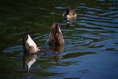 Two Canadian Geese turn go bottoms up as they feed on the bed of the South Holston River at the Osceola Island Recreation Area near Bristol, Tennessee. clipart