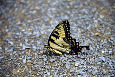 Yakından bakınca Doğu Kaplan Kırlangıç Kelebeği 'nin Bristol, Tennessee' deki Steele Creek Park 'ta çakıl yolunda dinlendiğini görüyoruz..