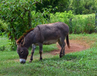 Küçük kahverengi ve beyaz eşek yeşil çimlerde otlar. Resim tam uzunluğu gösterir.
