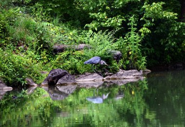 Grey Heron stalks quietly on the edge of Steele Creek Lake, Steele Creek Lake Park, Bristol, Tennessee.  Its reflection is in the water. clipart