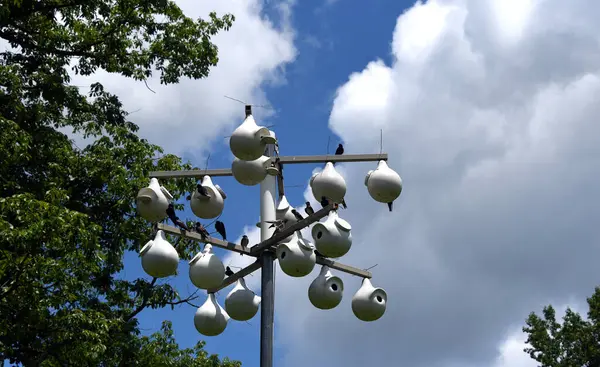 stock image White gourd shaped bird houses are occupied by a group of Purple Martins.  Houses are provided and maintained by Steele Creek Lake Park, Bristol, Tennessee.