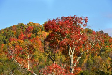 Appalachian Dağları 'nın önünde ağaç duruyor. Her ikisi de sonbahar renginde. Ağaç parlak kırmızı renkte..