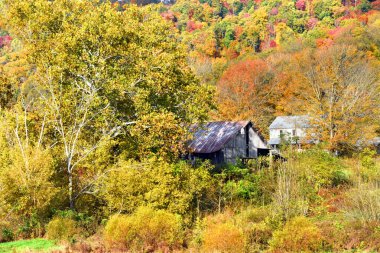 Sonbahar Altın ve sarı, kırsal bölge, Appalachian ahırı ve evi. Ahırdaki teneke paslanmış ve onarılması gerekiyor..