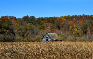 Kırsal, yıpranmış, ahşap ahır Tennessee 'de bir mısır tarlasında duruyor. Sonbahar renkleri Apalaş 'lılara tırmanıyor..