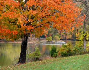 Parlak turuncu ağaç, Warriors Way State Park, Kingsport, Tennessee 'deki Holston Nehri' ne bakıyor..