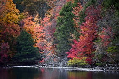 Sonbahar günü Bays Mountain Gölü 'nün karşısındaki manzara çok güzel bir rengi gösteriyor. Renk camsı suya yansıyor. Göl Bays Mountain Park, Kingsport, Tennessee 'de bulunur..