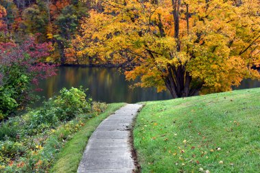 Path disappears over hill, at Fort Patrick Henry Dam, in Kingsport, Tennessee.  Large golden tree is full of golden and orange Autumn leaves. clipart