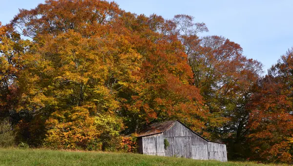 stock image Beautiful Autumn orange and gold tree limbs hang over barn.  Barn is wooden, weathered and faded.