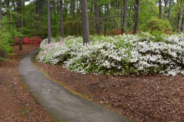 Kıvrımlı patikalar, pembe ve beyaz olarak açan Azaleas 'lar arasında yol açar. Güney Arkansas botanik bahçesi, Arkansas 'ın güneyinde çiçek ve bitki örtüleri arasında yürüyüş sağlayan bir doğa parkıdır. Çam iğneleri toprağı kaplıyor..