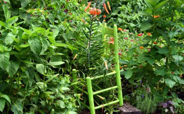 Bright green chair sits in the middle of a garden on the Vollintine-Evergreen Greenline in Memphis, Tennessee.  Tiger Lilies bloom around chair. clipart