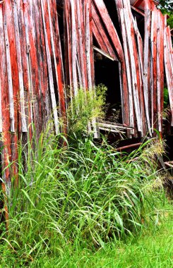 Arka plan görüntüsü yıpranmış ve solmuş kırmızı, ahşap ahşap tahtalar ve yabani otların onu kapladığını gösteriyor..