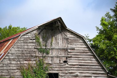 Eski ahır, teneke çatılı, çatı katı kapıları tahtayla kapatılmış. Sarmaşıkla kaplanmış, tahtalar yıpranmış ve solmuş..