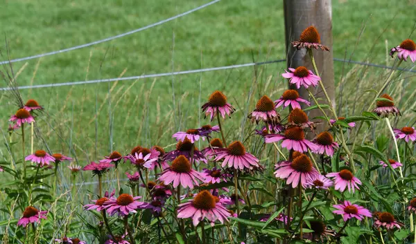 stock image Purple-pink cone flowers bloom besides a wooden post in the Mississippi River Garden in Memphis, Tennessee.