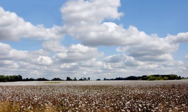 Beyaz pamuk tarlaları Tennessee 'de hasat için hazırdır. Mavi gökyüzü ve bulutlar tarlada asılı.