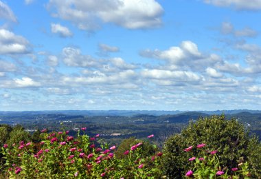 Kingsport, Tennessee 'yi çevreleyen Appalachian Dağları' na baktığımızda Kingsport, Tennessee 'nin görkemli manzarasını görürüz. Pembe zenyalar çiçek açar ve mavi gökyüzü ve bulutlar.