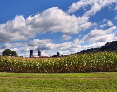 Kingsport, Tennessee 'deki çiftlikte dört silo var. Üçü eski, biri yeni. Teneke ahır çatısı mısır hasadının üzerinde görülebilir..