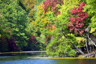 Sonbahar, Bays Mountain Gölü 'ndeki yaprakları çevirmeye başlar. Yorgun çam ağacı suyun üzerine eğilir. Park Kingsport, Tennessee 'de..