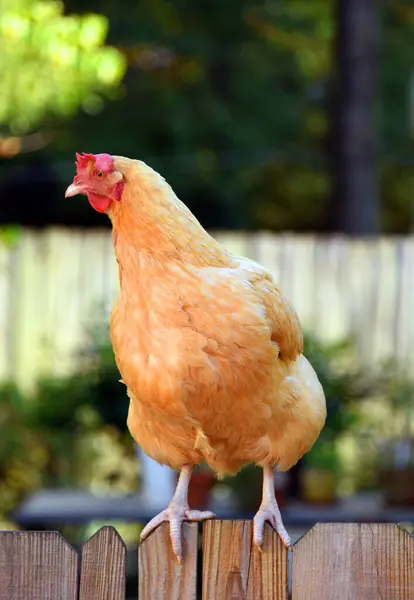 Stock image This chicken is 