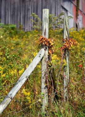 İki ahşap çit direği, sonbaharın başında turuncuya dönen sarmaşıkları sergiliyor..