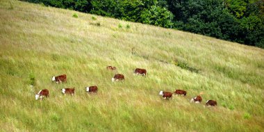 Hereford sığırları Tennessee yamacındaki derin çimlerde otlar. Sığırlar kırmızı ve beyaz yüzlüdür.