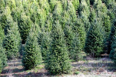 Fir Trees Grow and thrive on this Christmas Tree Farm.  Sun shines on rows and rows of conifers on this tree farm. clipart