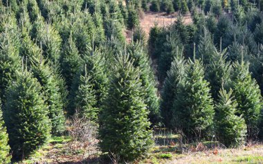 Bu ağaç çiftliğinde firavun ağaçları mükemmel bir Noel ağacı yetiştirmek için yetişiyor. Resim fidan ağaçlarıyla dolu.