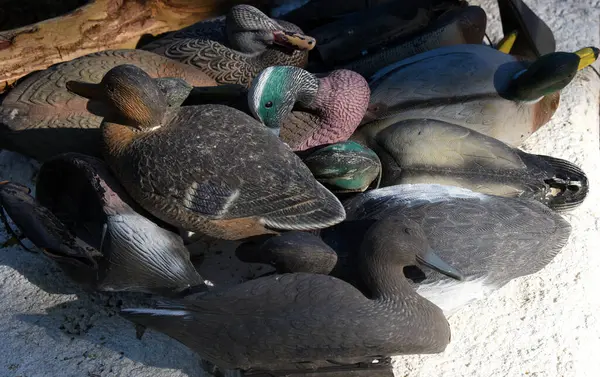 stock image Bunch of plastic duck decoys lay in pile waiting on next duck hunting excurtion.