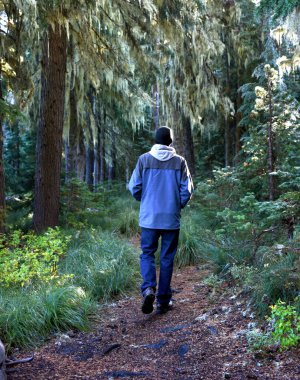 Mavi ceket ve kot pantolon giyen genç adam sessiz Oregon ormanında yürüyor. Ağaçlardan sarkan yosun perdeleri.