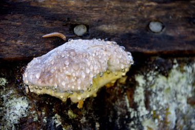 Mushroom grows on tree in Willamette National Forest.  It drips from Sahalie Waterfall spray. Small slug crawls toward mushroom. clipart