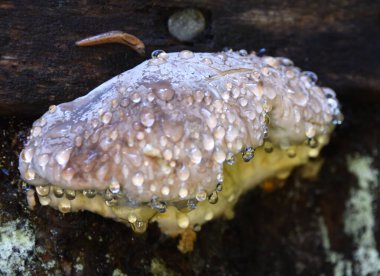 Oregon 'daki Willamette Ulusal Ormanı' nda nem damlaları mantara yapışır. Salyangoz mantara doğru sürünürken görülebilir..