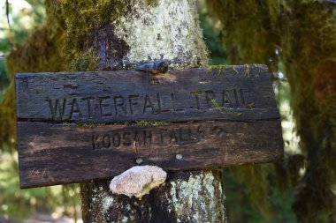 Kırsal, ahşap tabela, Koosah Şelalesi 'ne giden yolu işaretliyor, üzerinde sürünen salyangoz ve mantar var. Oregon 'daki Willamette Ulusal Ormanı' ndaki bir ağaca bağlı..