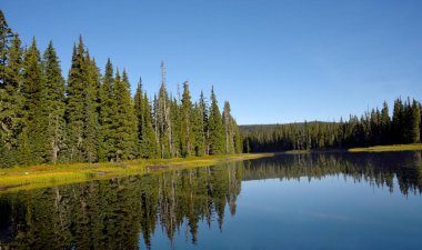Evergreen ağaçları Oregon 'daki bir gölün durgun ve sakin sularında mükemmel bir şekilde yansıtılır. Gökyüzü parlak mavi.